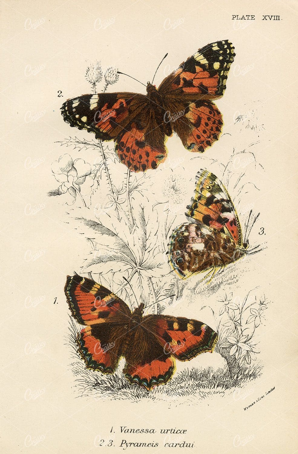Antique Coloured Butterfly Print - Lloyd's Natural History 1896