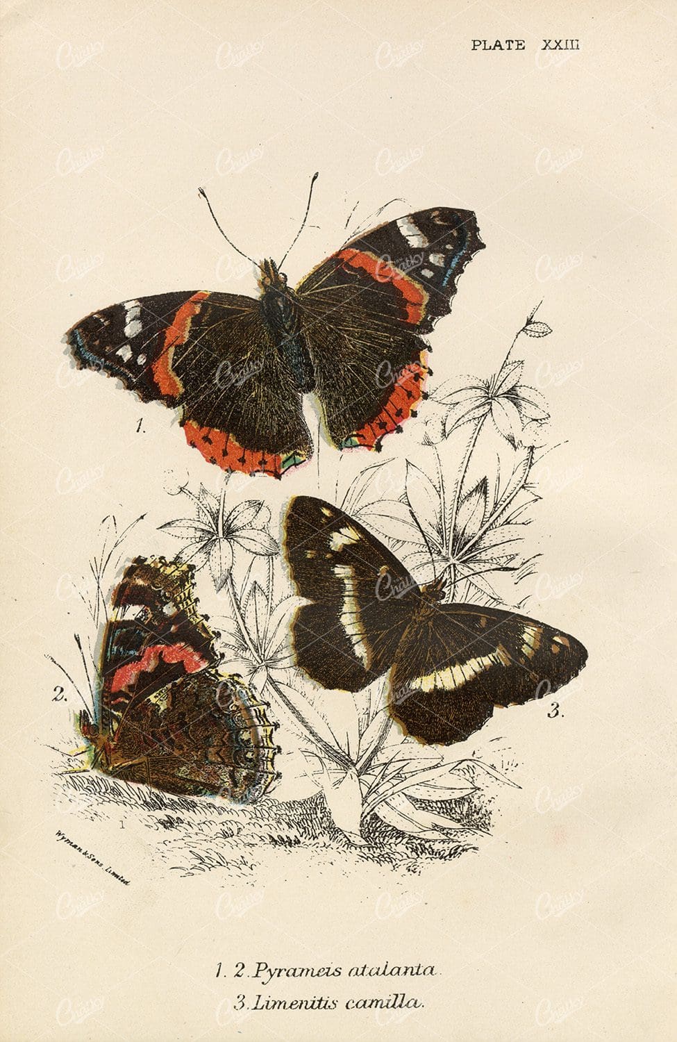 Lloyd's Natural History Vintage Coloured Butterfly Print - 1896