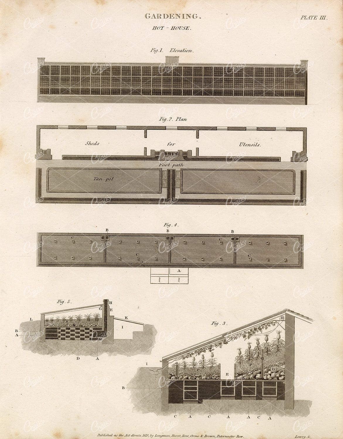 GARDENING Hot-House - Rees's Encyclopedia Vintage Print