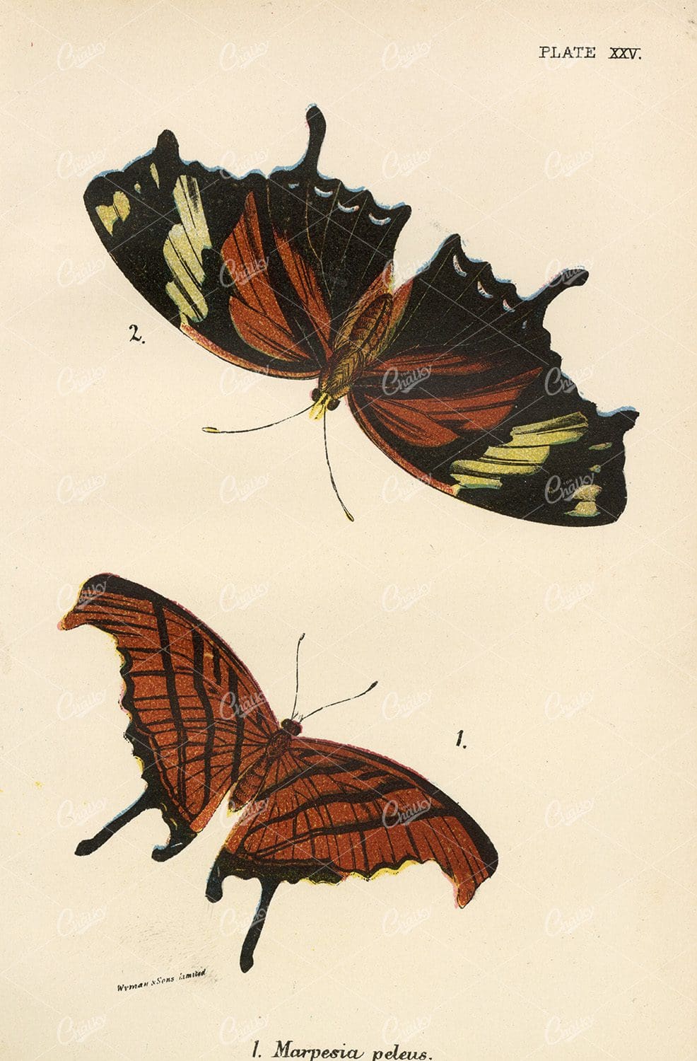 Vintage Coloured Butterfly Print - 1896 Lloyds Natural History