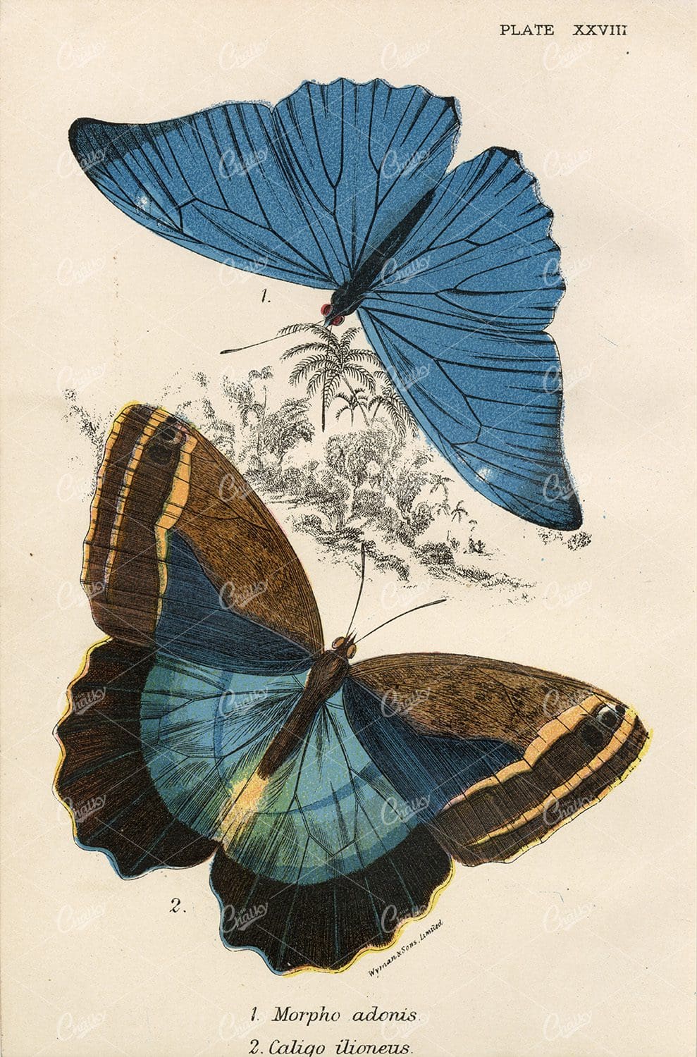 Lloyds Natural History - Coloured Vintage Butterfly Print 1896