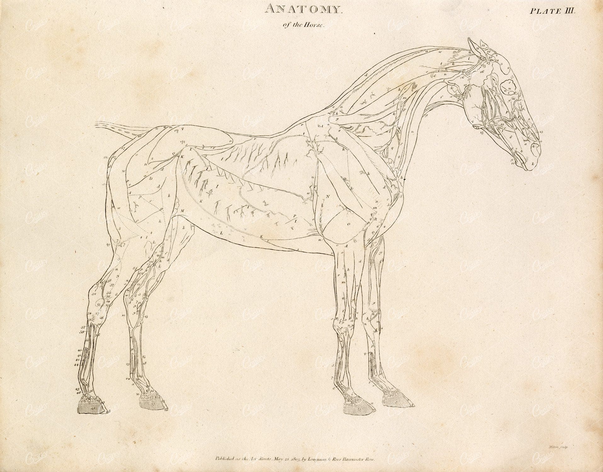 ANATOMY of the Horse - Vintage 1800s Print