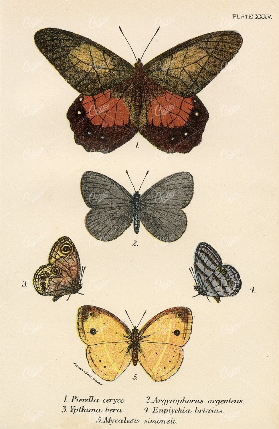 Vintage Coloured Print of Butterflies - Lloyds Natural History 1896