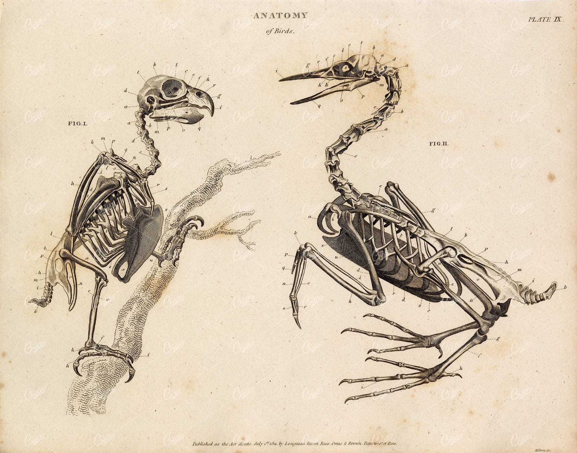 ANATOMY of Birds - Vintage 1800s Print - Rees' Encyclopedia
