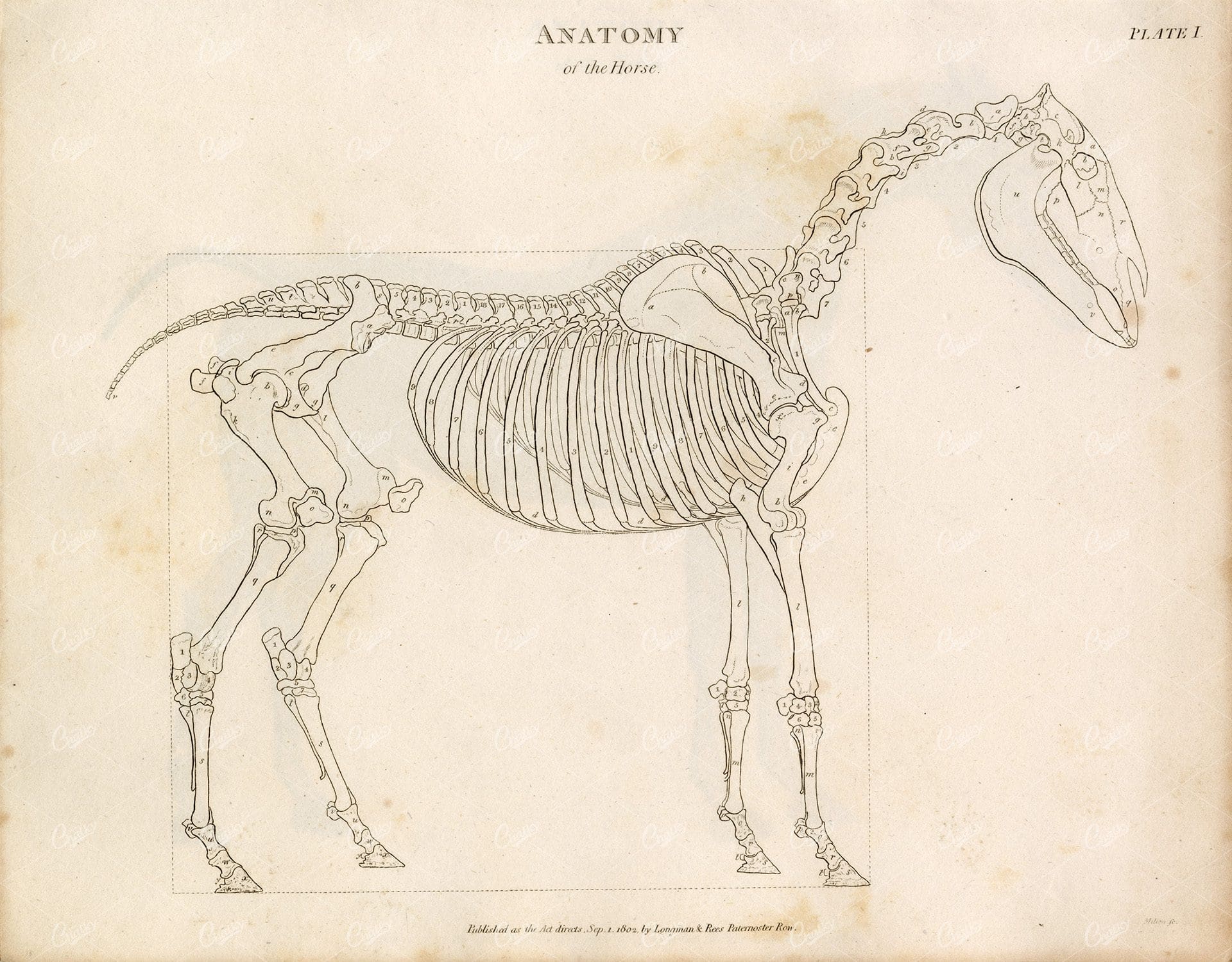 ANATOMY of the Horse - Vintage 1800s Print