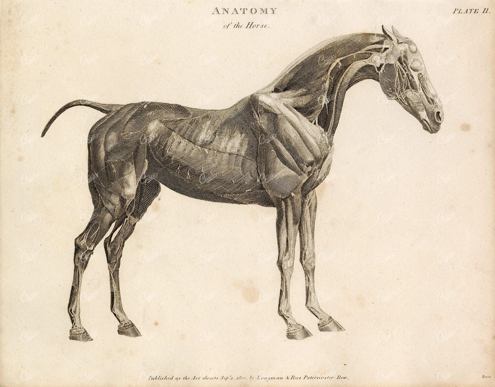 ANATOMY of the Horse - Vintage 1800s Print