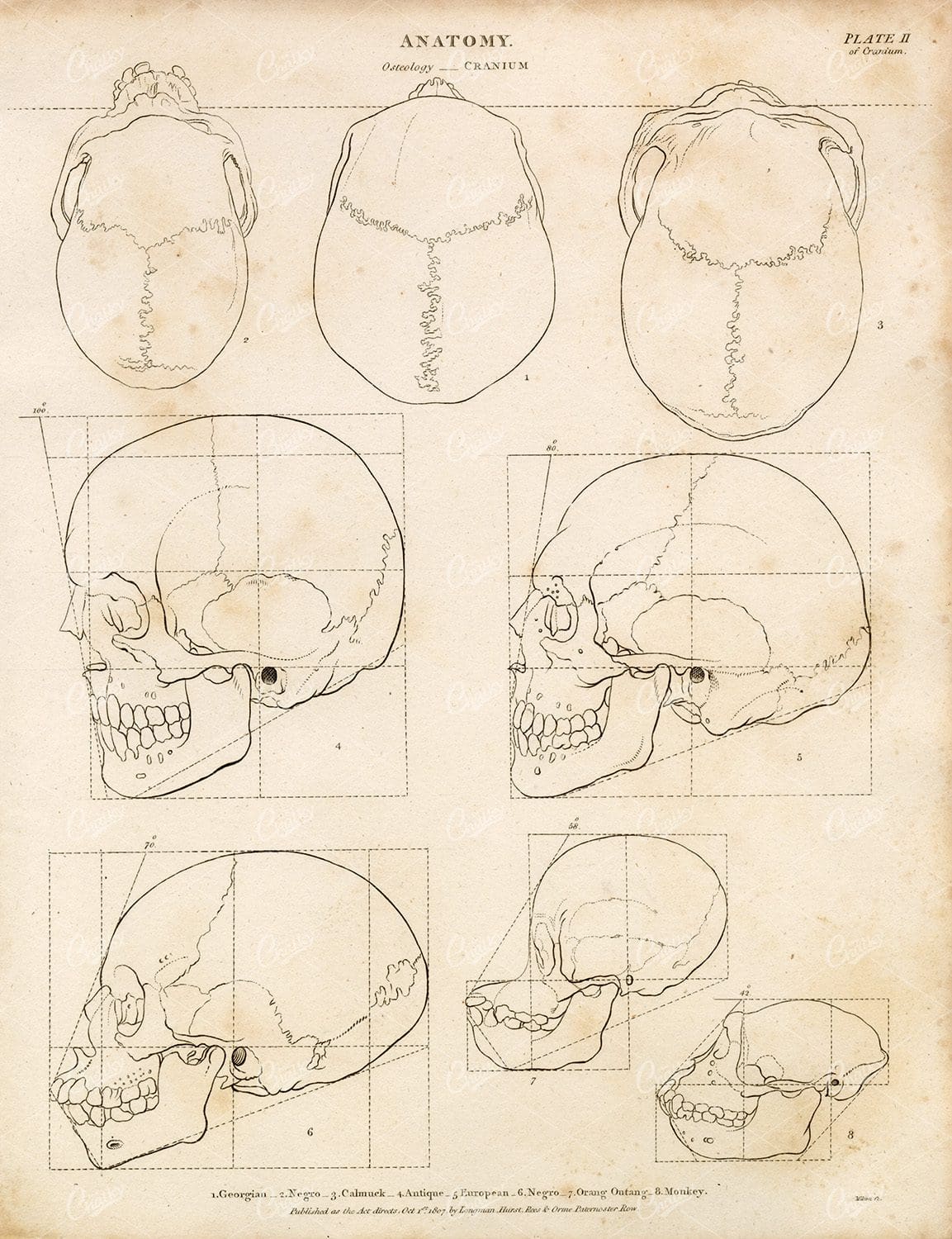 ANATOMY - Osteology - Cranium - Antique 1800s Print