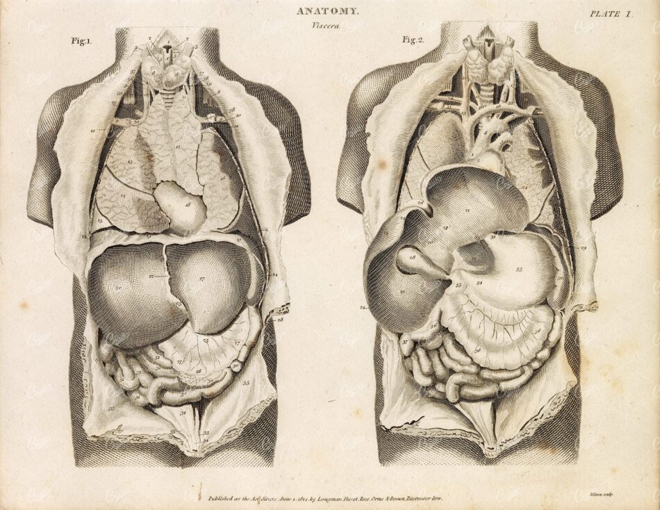 ANTIQUE Anatomy Print - 1800s Rees' Encyclopedia