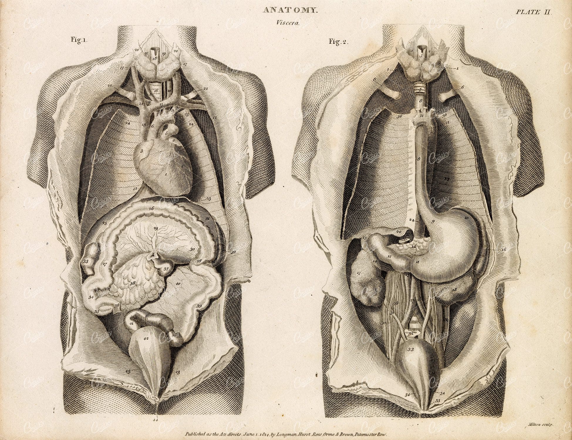 ANTIQUE Anatomy Print - 1800s Rees' Encyclopedia