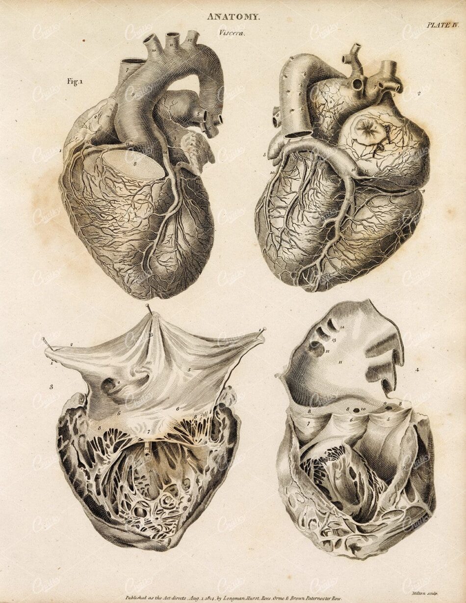 ANTIQUE Anatomy Print - 1800s Rees' Encyclopedia