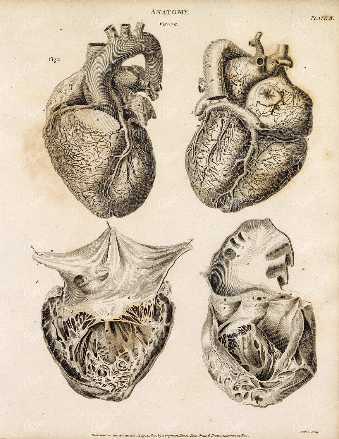 ANTIQUE Anatomy Print - 1800s Rees' Encyclopedia