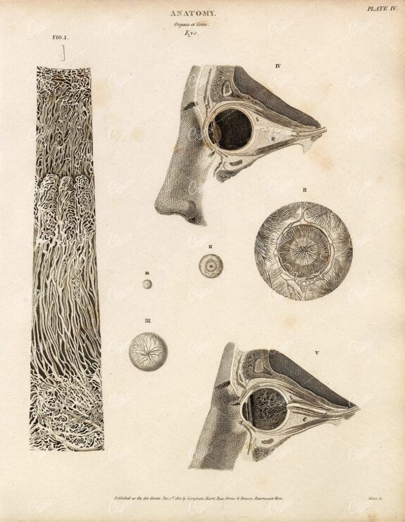 VINTAGE Anatomy Print 1800s - Organs of Sense - Eye