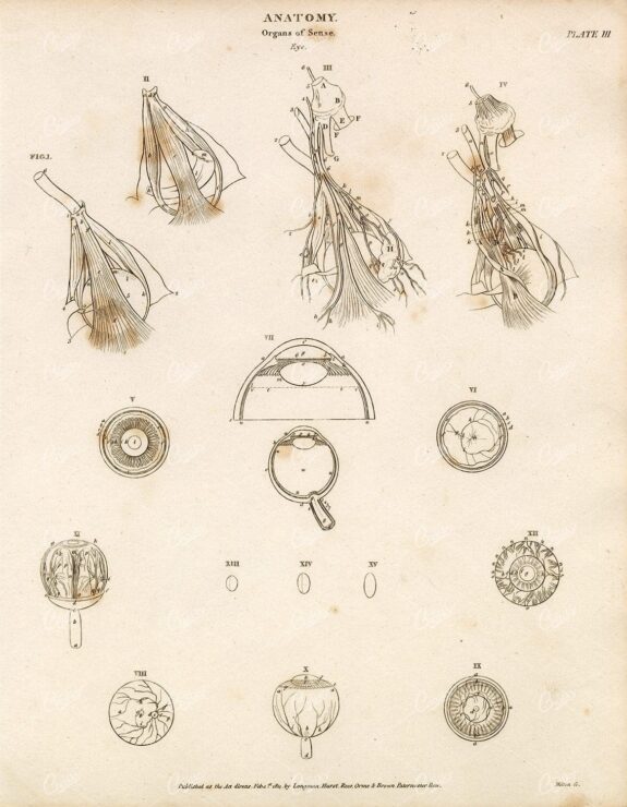 VINTAGE Anatomy Print 1800s - Organs of Sense - Eye