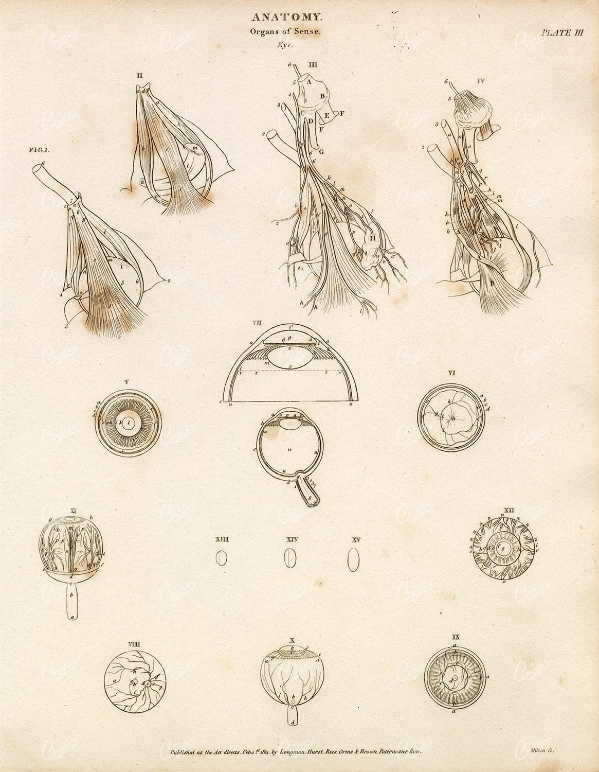 VINTAGE Anatomy Print 1800s - Organs of Sense - Eye