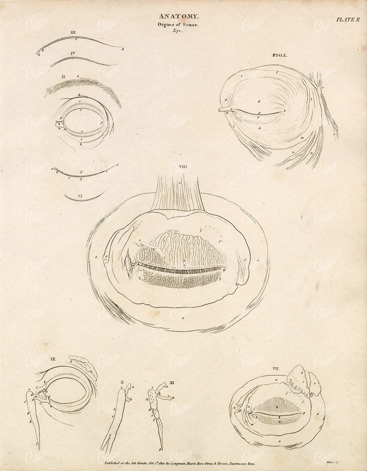 VINTAGE Anatomy Print 1800s - Organs of Sense - Eye
