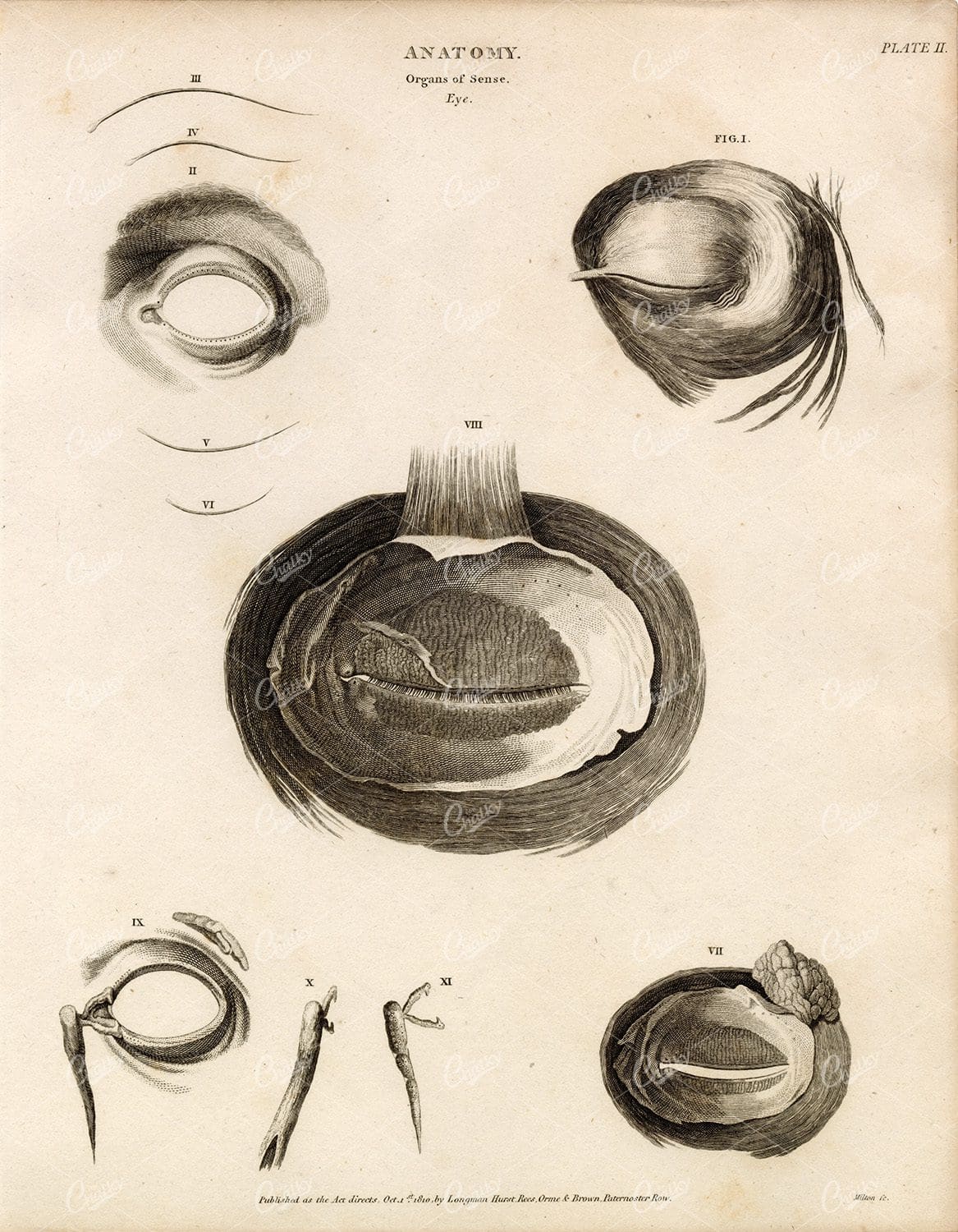 VINTAGE Anatomy Print 1800s - Organs of Sense - Eye