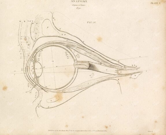 VINTAGE Anatomy Print 1800s - Organs of Sense - Eye
