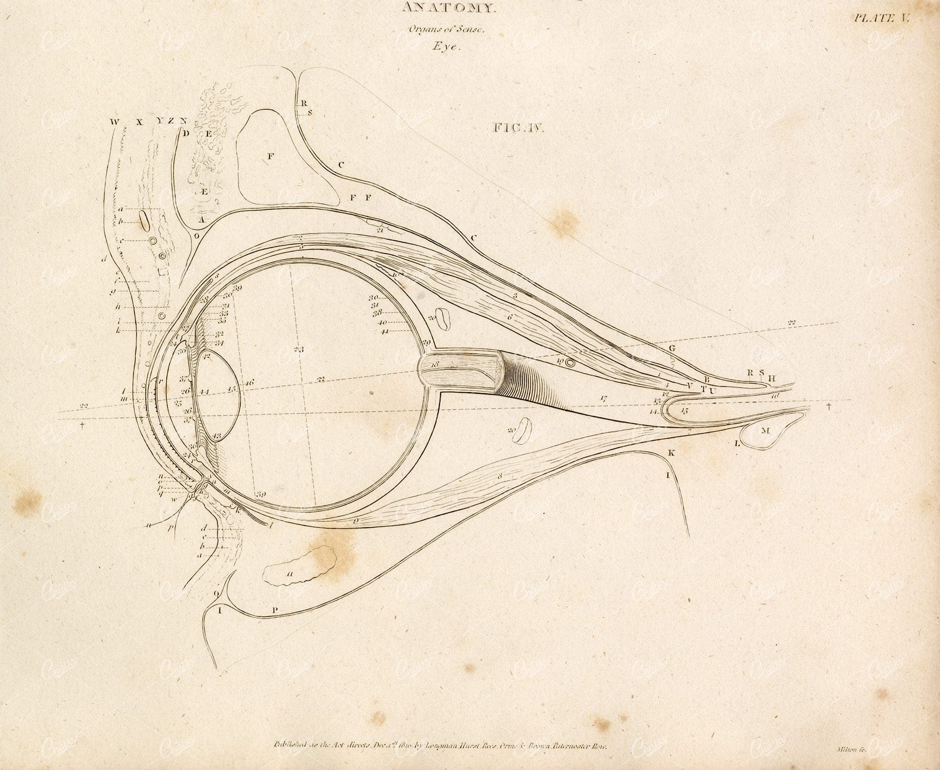 VINTAGE Anatomy Print 1800s - Organs of Sense - Eye
