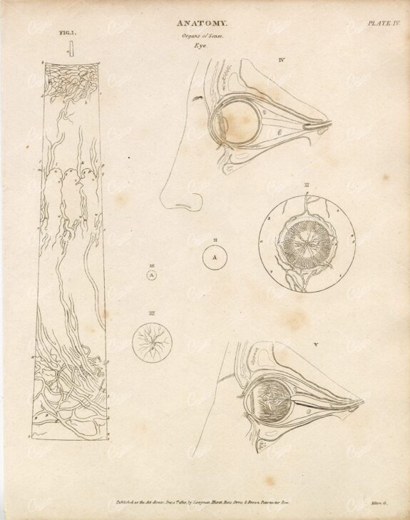 VINTAGE Anatomy Print 1800s - Organs of Sense - Eye