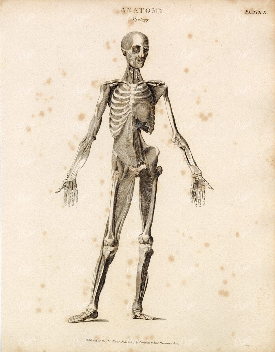 ANATOMY - Myology - Antique 1800s Print - Rees' Encyclopedia