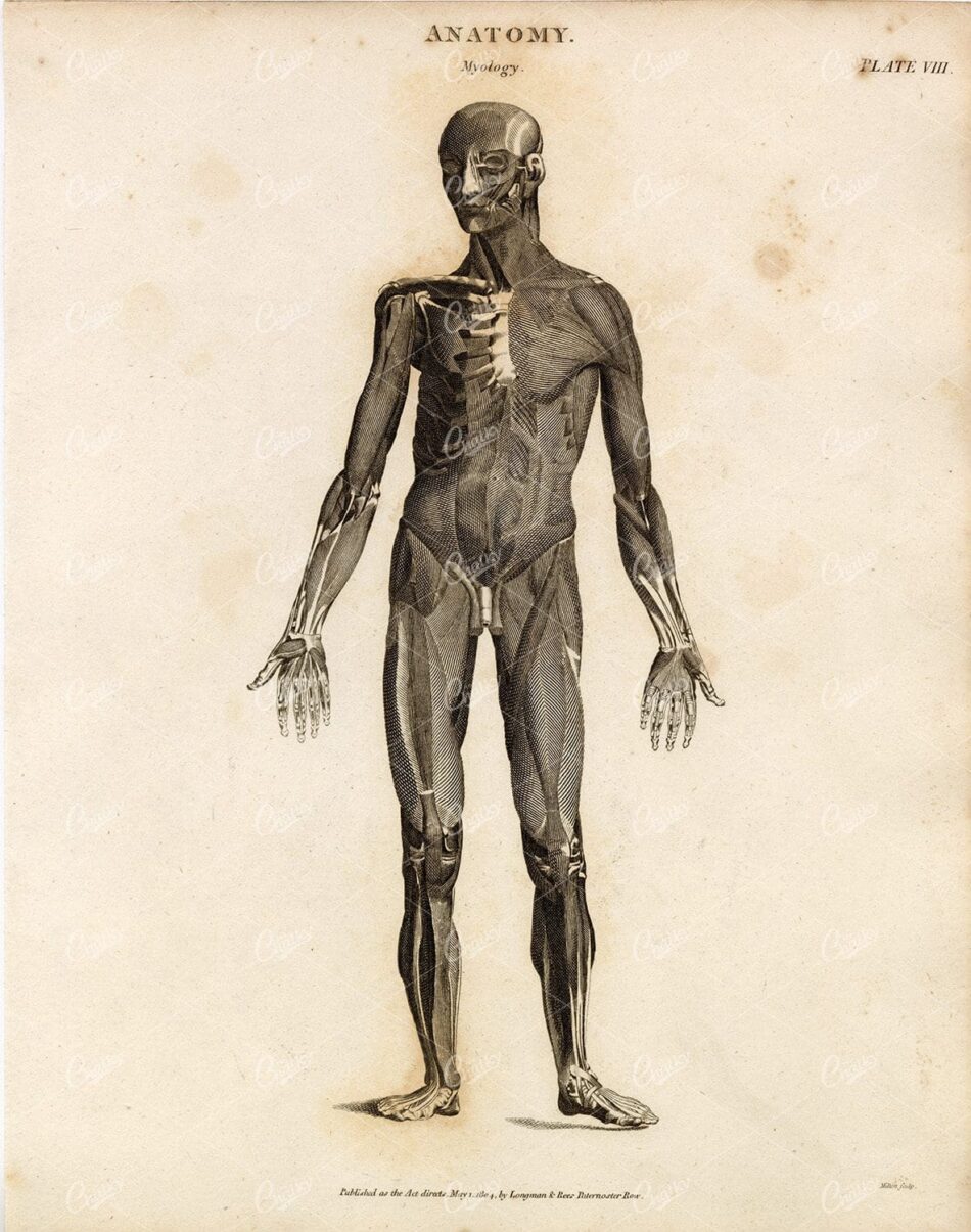 ANATOMY - Myology - Antique 1800s Print - Rees' Encyclopedia