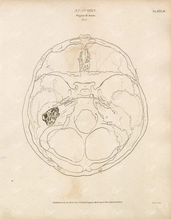 VINTAGE Anatomy Print 1800s - Organs of Sense - Ear