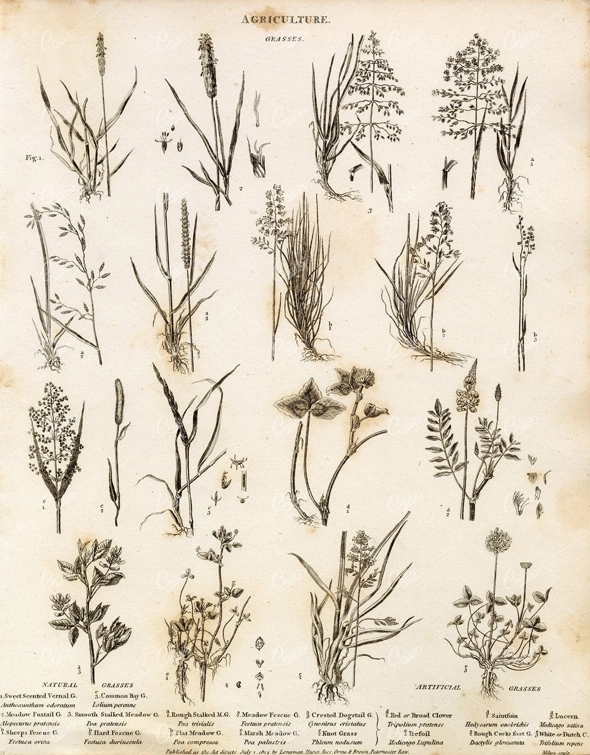 ANTIQUE Agriculture Print - Rees' Encyclopedia 1800s