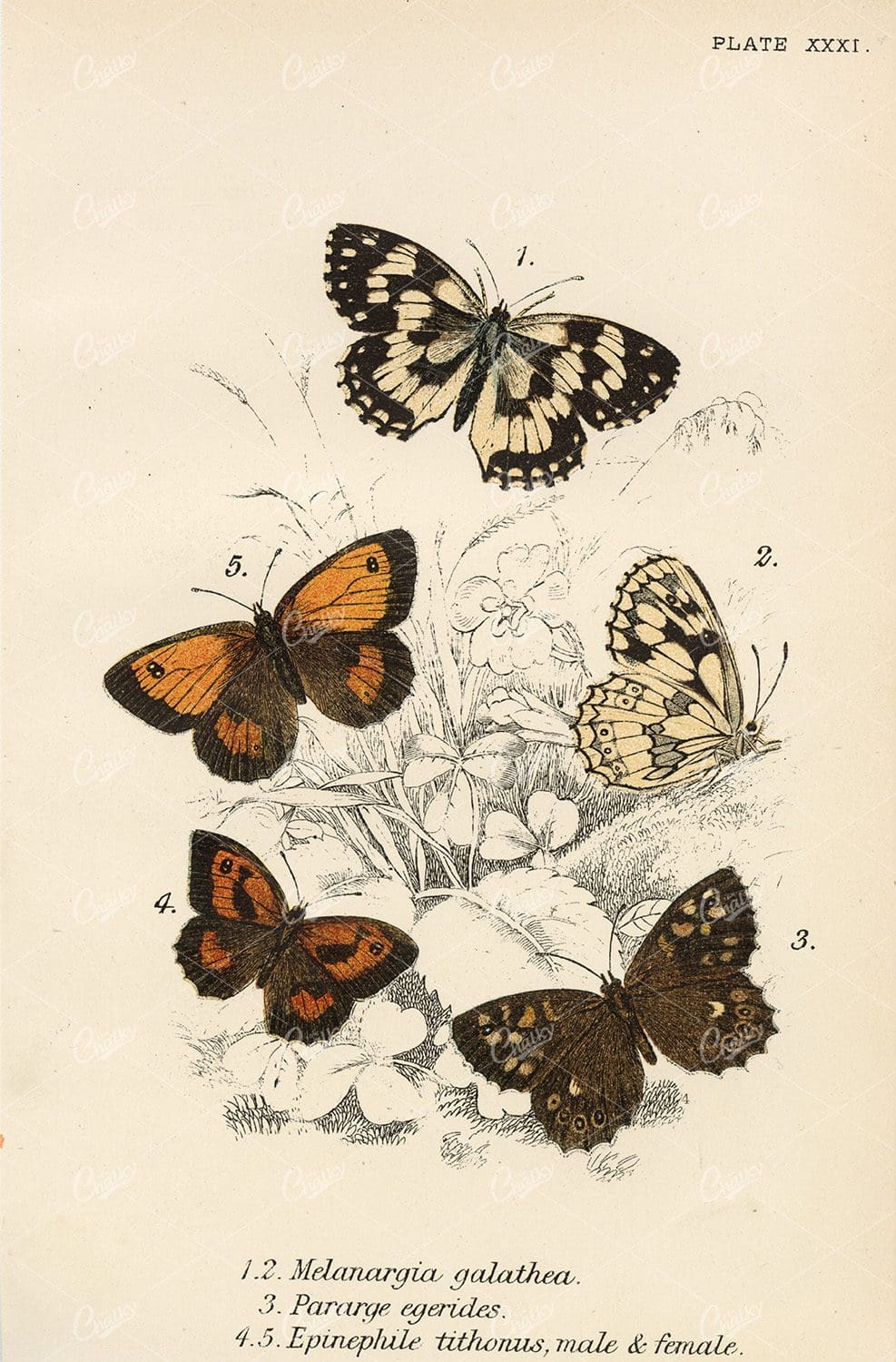 Antique Coloured Butterfly Print - 1896 Lloyd's Natural History