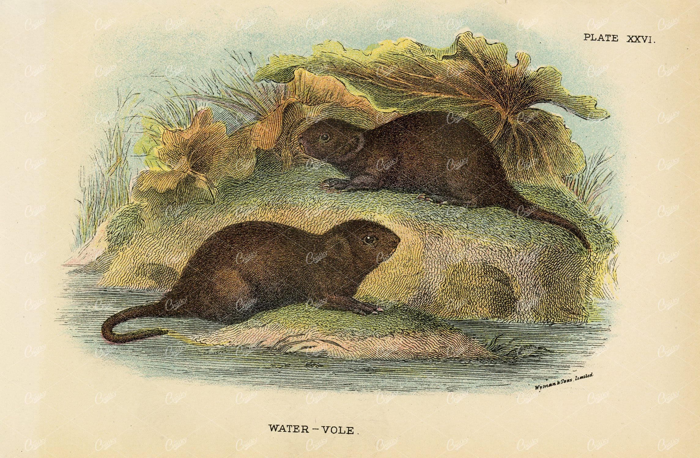 Antique Coloured Water-Vole Print -1896 Lloyd's Natural History