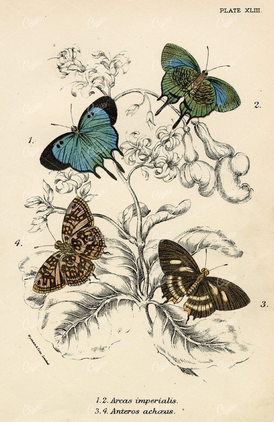 Vintage Coloured Print of Butterflies - Lloyds Natural History 1896