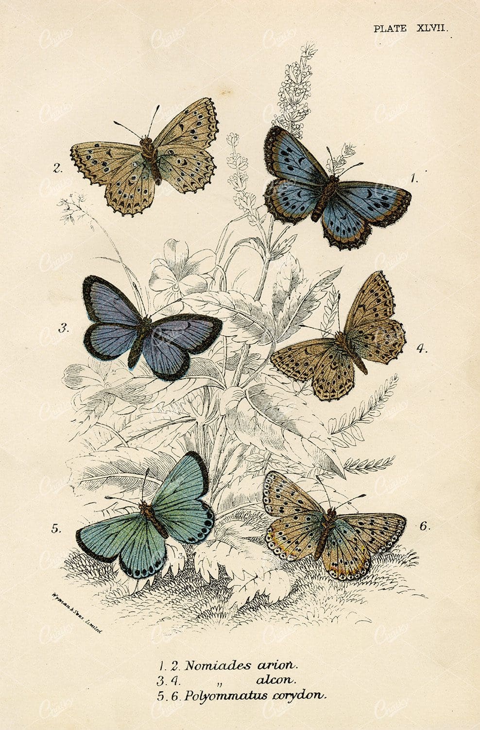 1896 Coloured Antique Butterfly Print - Lloyd's Natural History