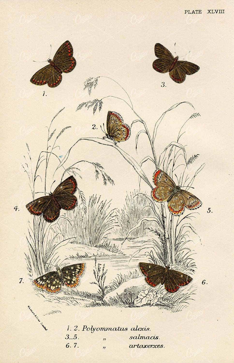 Vintage Coloured Butterfly Print - Lloyd's Natural History 1896