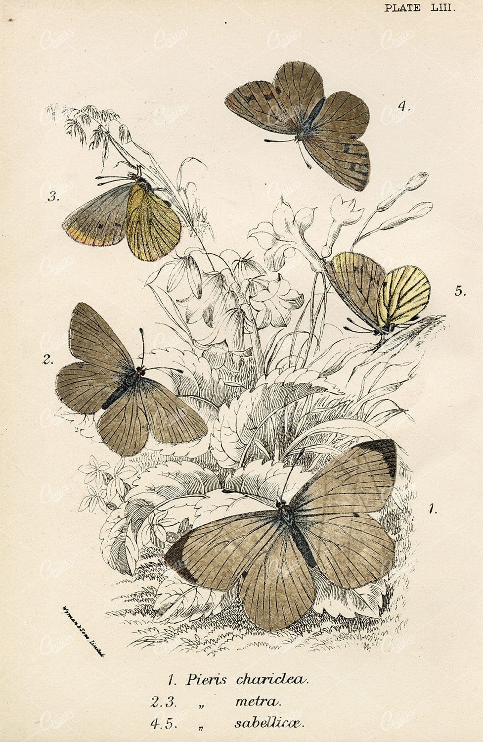 Lloyd's Natural History - Antique Colored Butterfly Print 1896