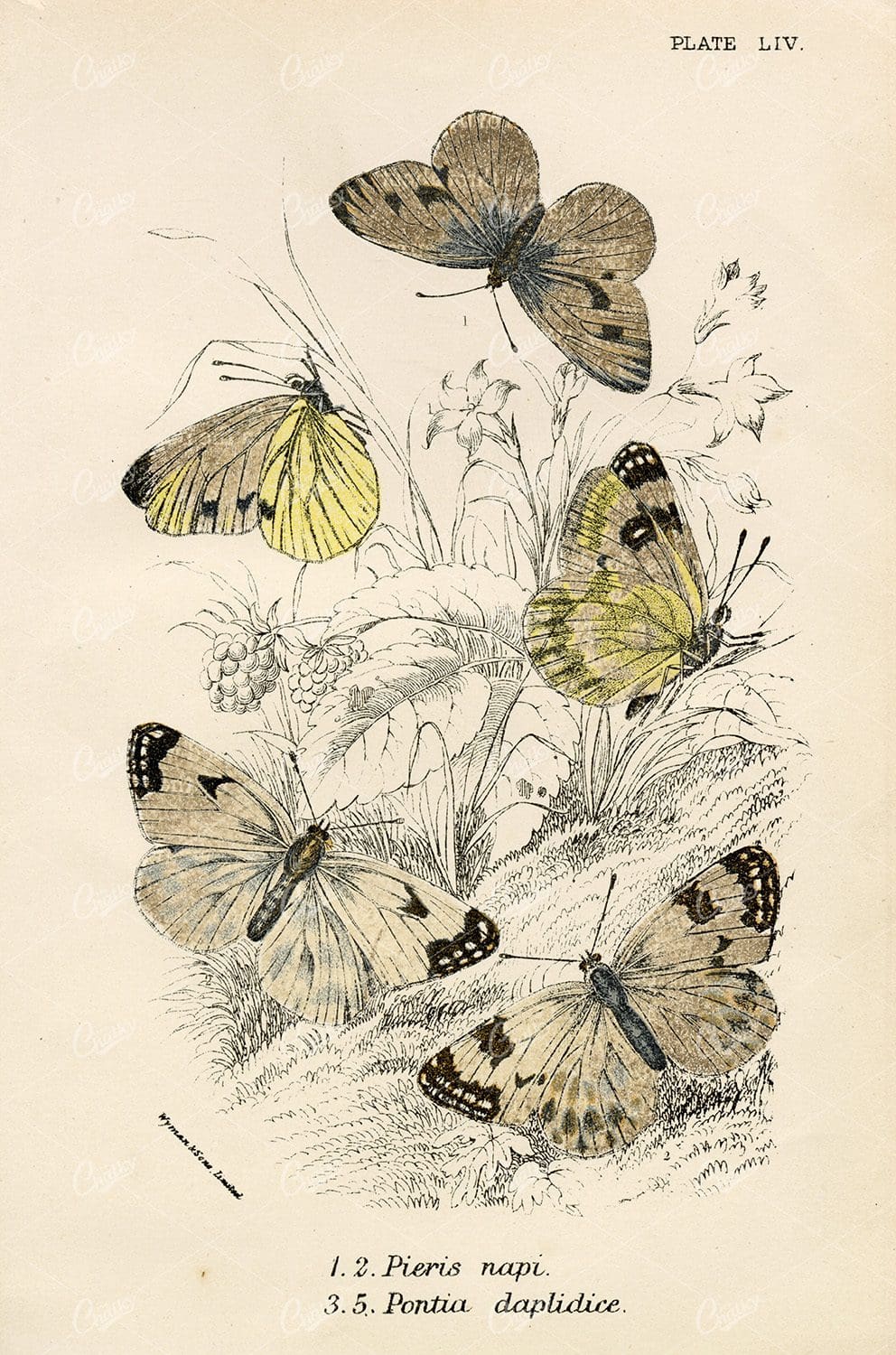 1896 Vintage Coloured Butterfly Print - Lloyd's Natural History