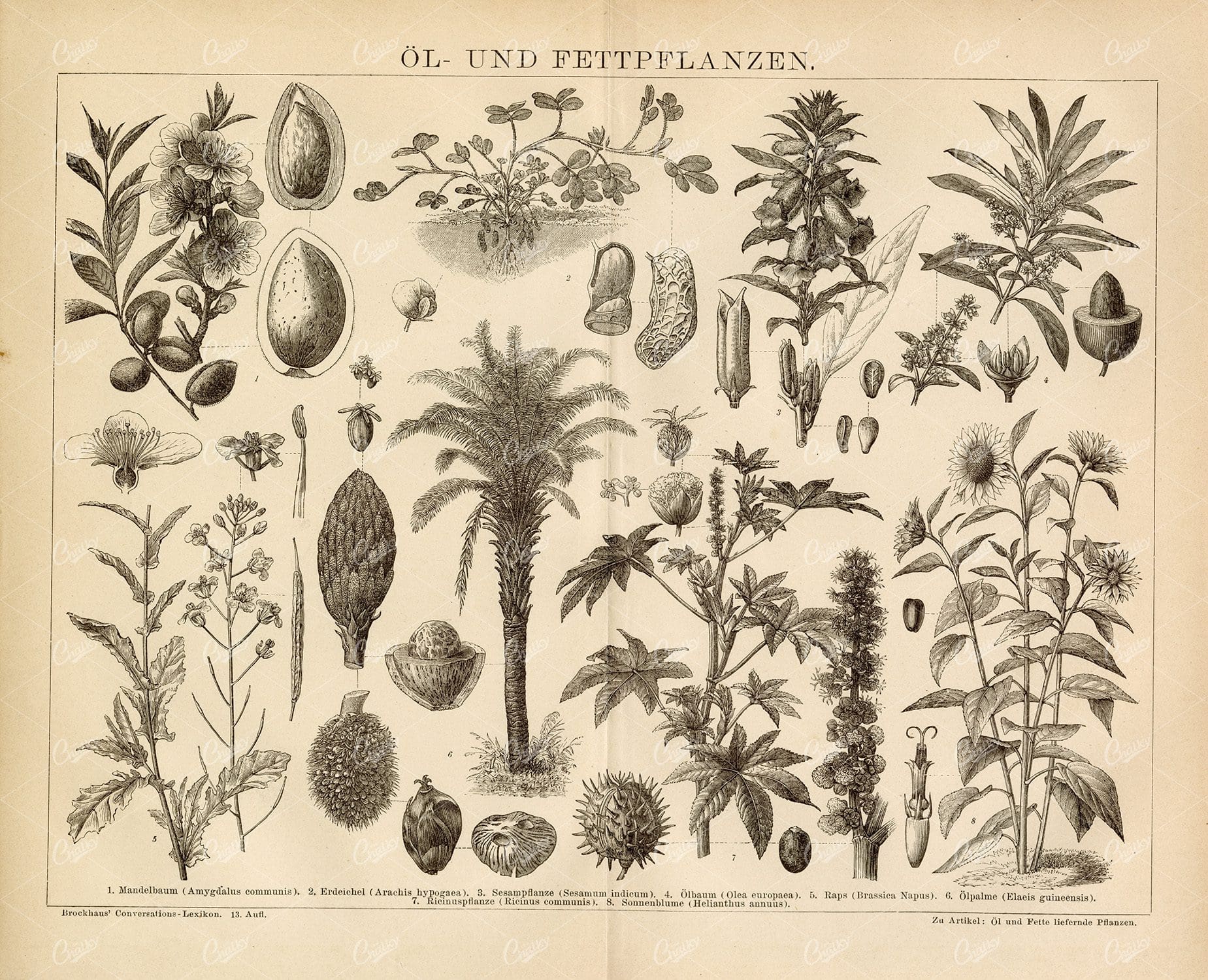 VINTAGE 1882 Print - Oil and Fats Plants - Almond, Sesame, Olive Palm