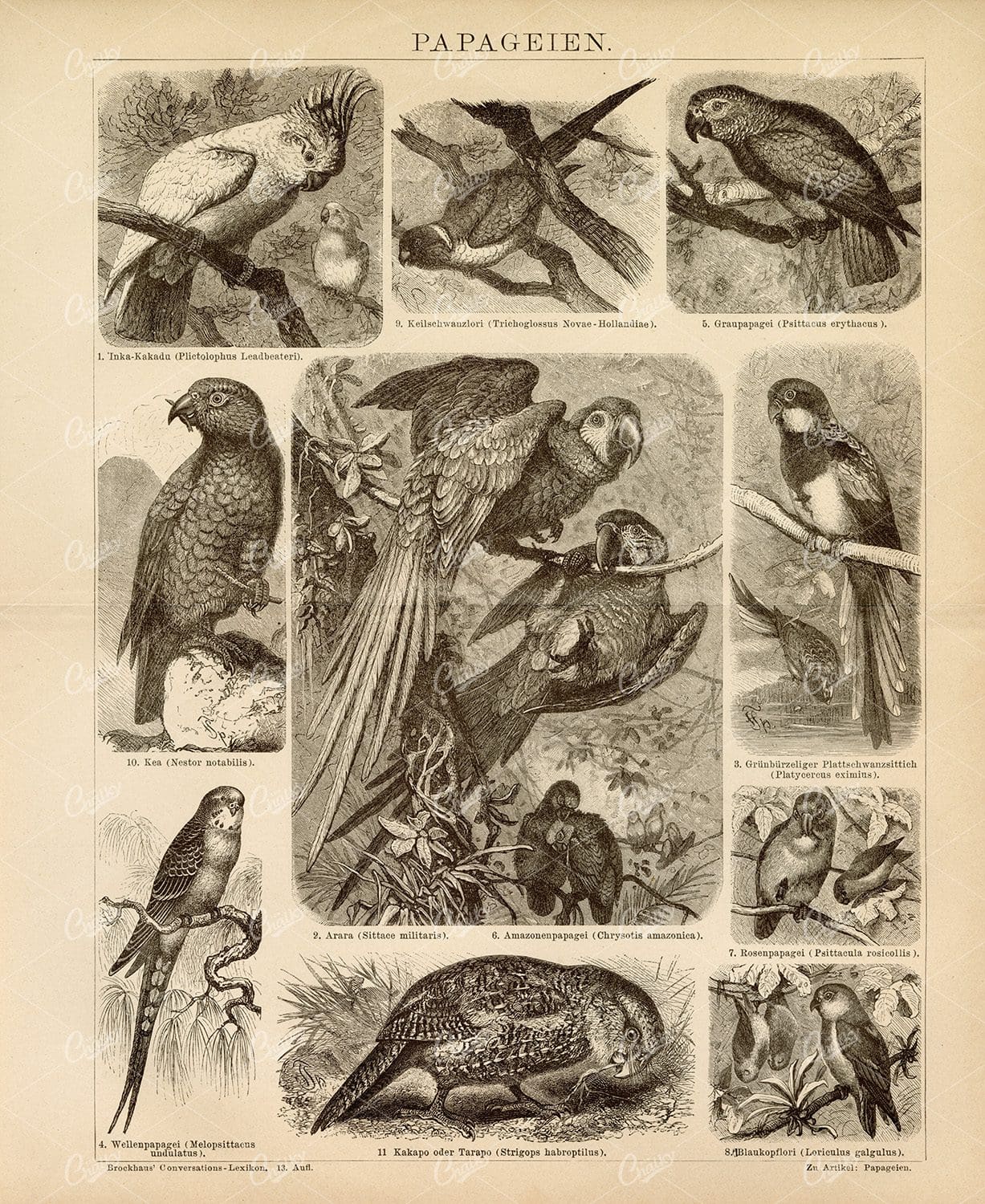 PARROTS - Vintage Old Encyclopedia Print 1882