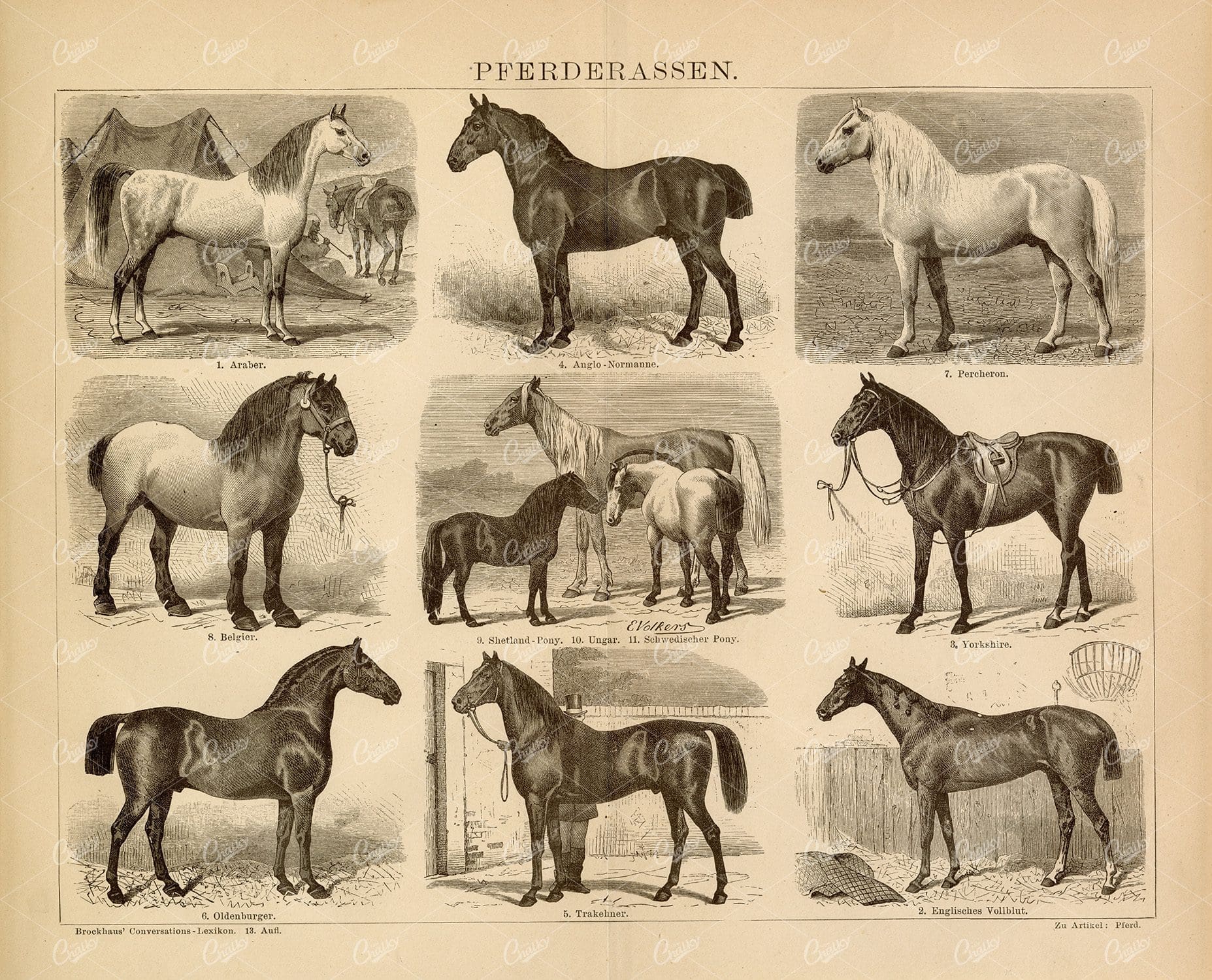 HORSE BREEDS - Vintage Print from an Old 1882 Encyclopedia