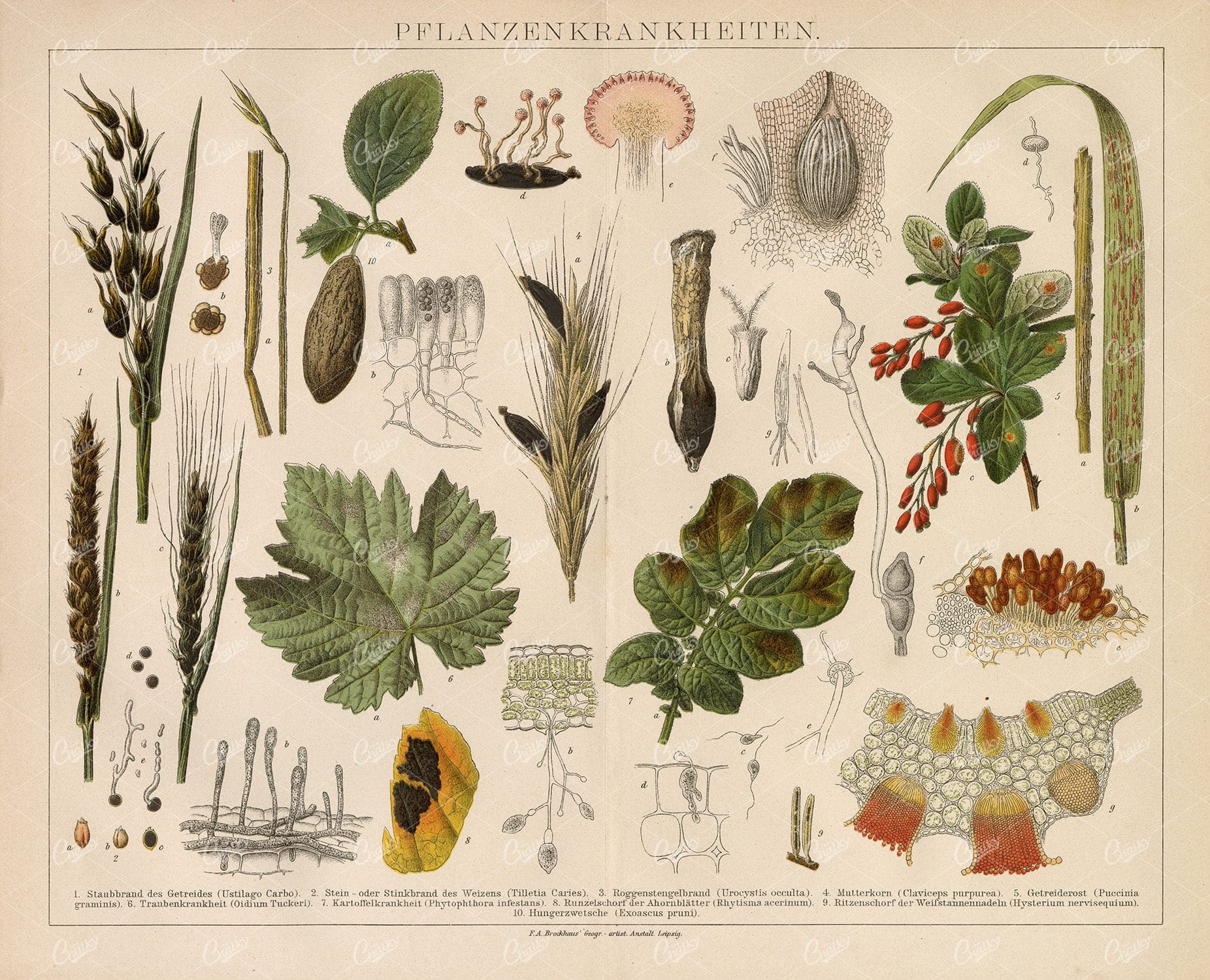 VINTAGE 1882 Encyclopedia Print Showing Plant Diseases