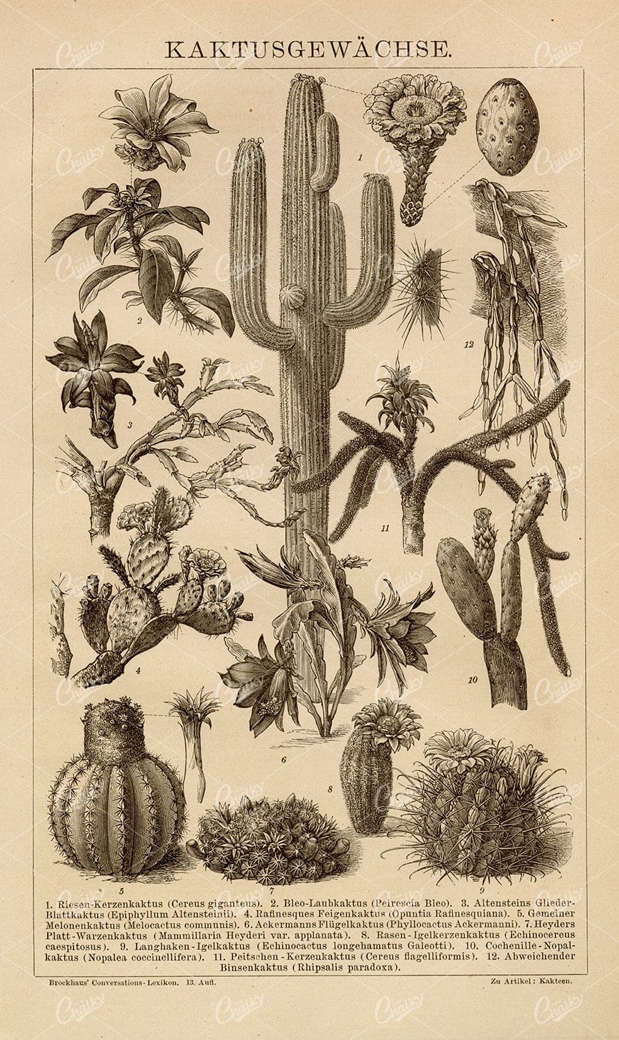 1882 Vintage German Encyclopedia Print - Cactus Plants