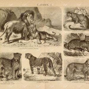 CATS - Lions, Jaguar, Leopard - Old 1882 Encyclopedia Print