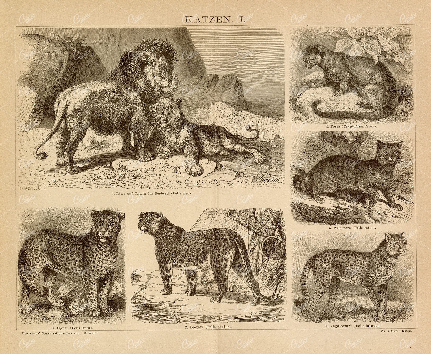 CATS - Lions, Jaguar, Leopard - Old 1882 Encyclopedia Print