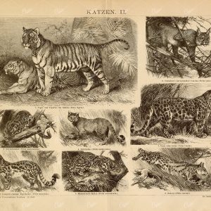 CATS - Tigers, Serval, Lynx - Old Encyclopedia Vintage Print