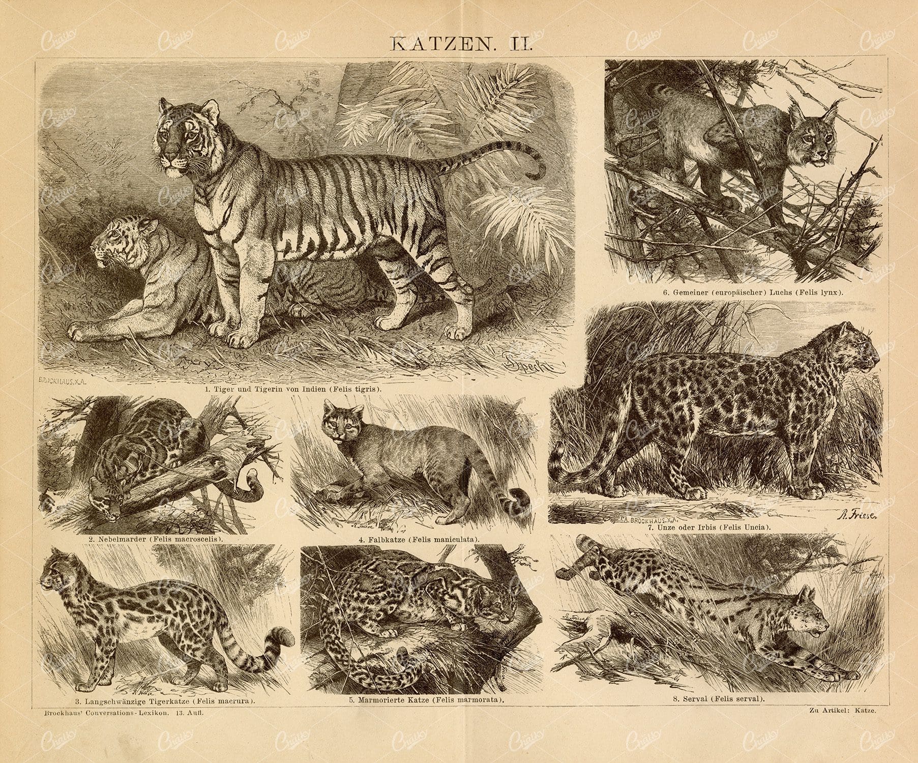 CATS - Tigers, Serval, Lynx - Old Encyclopedia Vintage Print