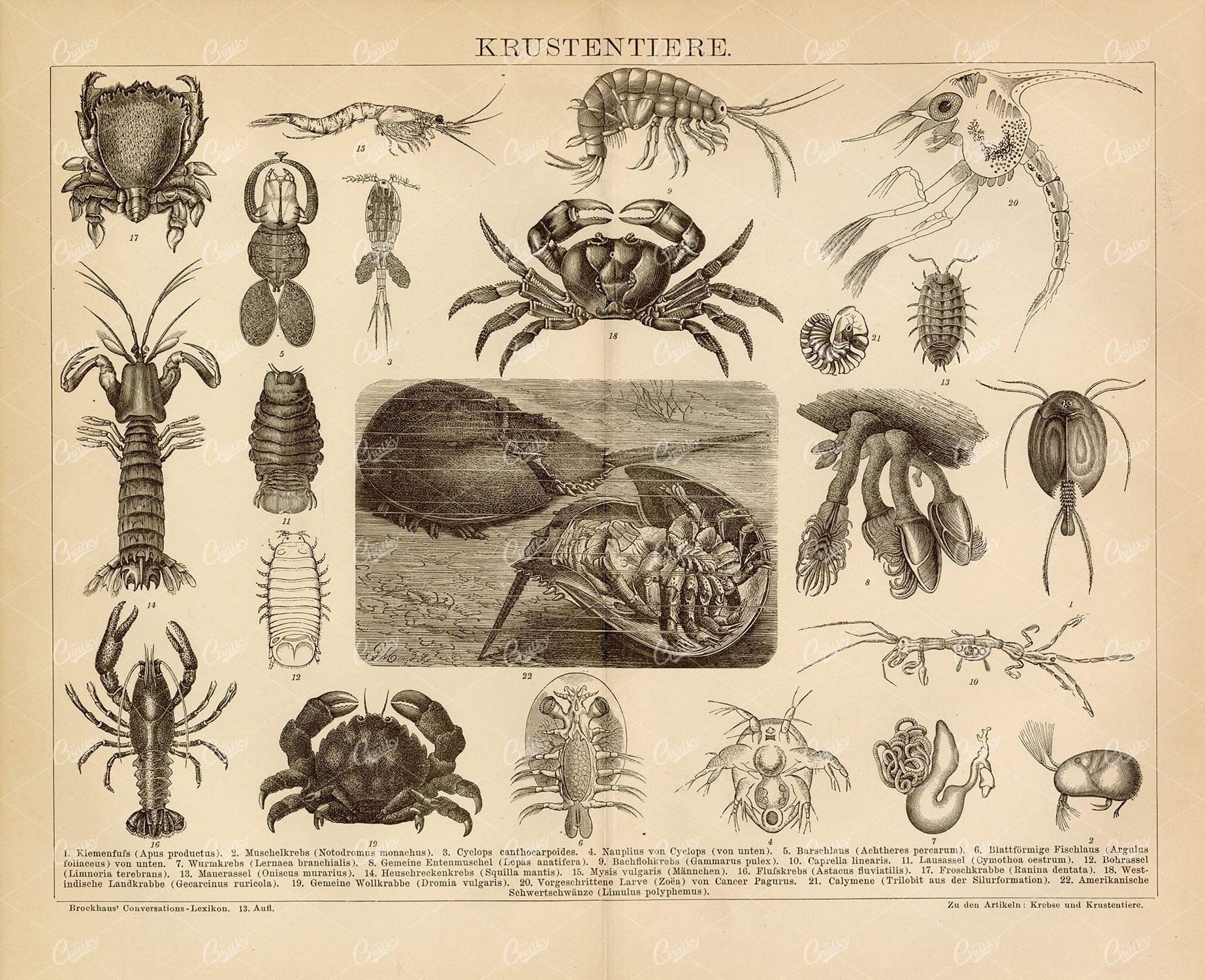 VINTAGE Print of Crustaceans - 1882 German Encyclopedia