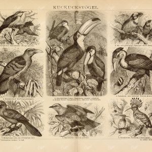 BIRDS - Giant Cuckoo, Red-Beaked Toucan, Folded Horn - Vintage Print