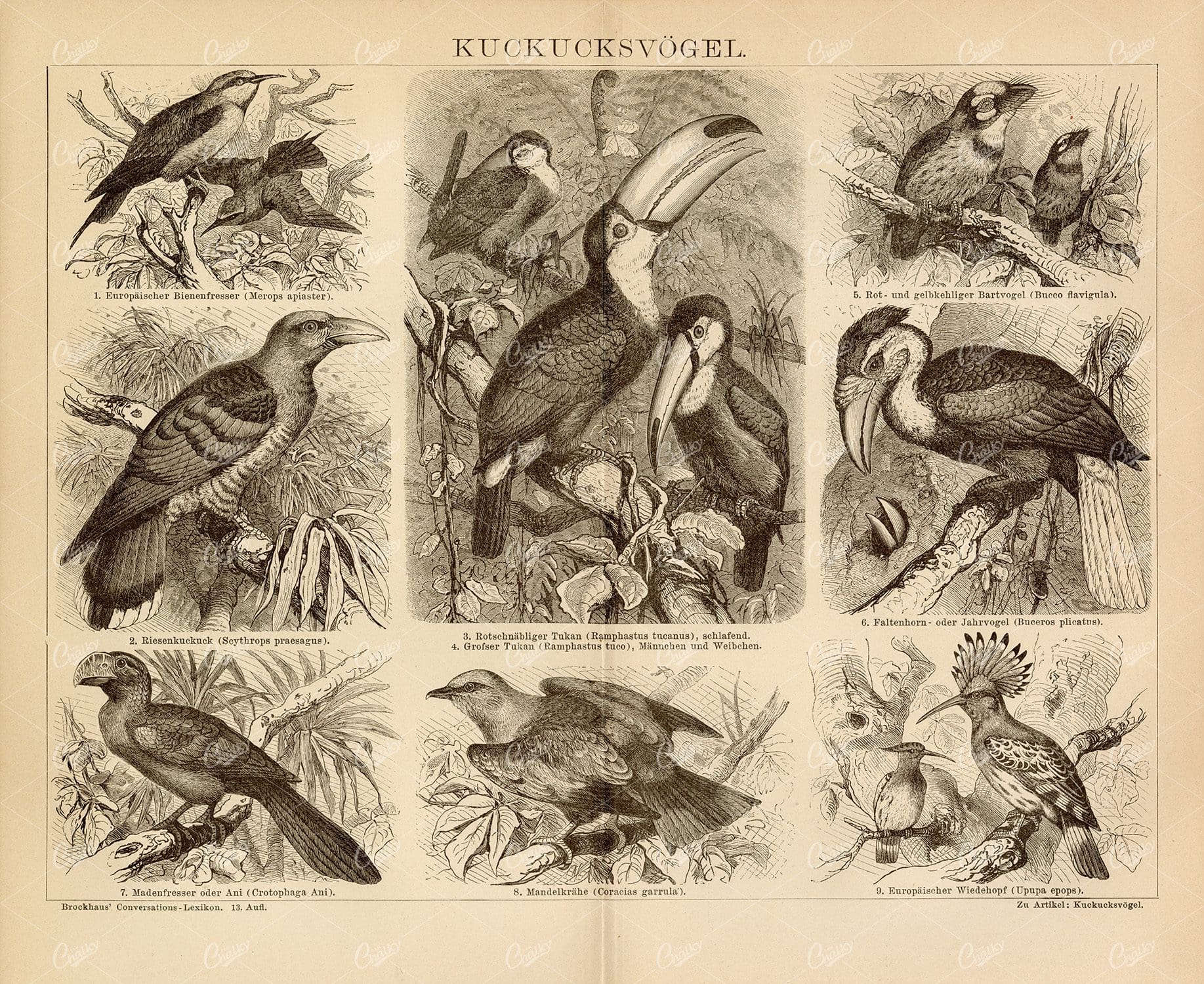 BIRDS - Giant Cuckoo, Red-Beaked Toucan, Folded Horn - Vintage Print