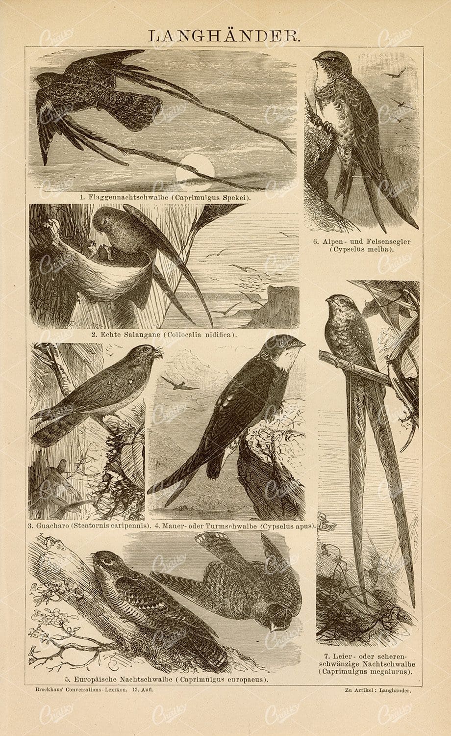 VINTAGE Bird Print - Flag Nightjar, European Nightjar, Alpine and Rock Swifts