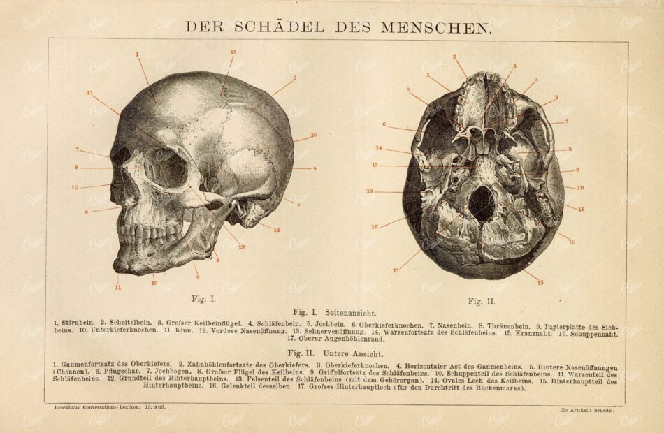 Vintage 1882 Old Encyclopedia Print - The Skull Of The Man