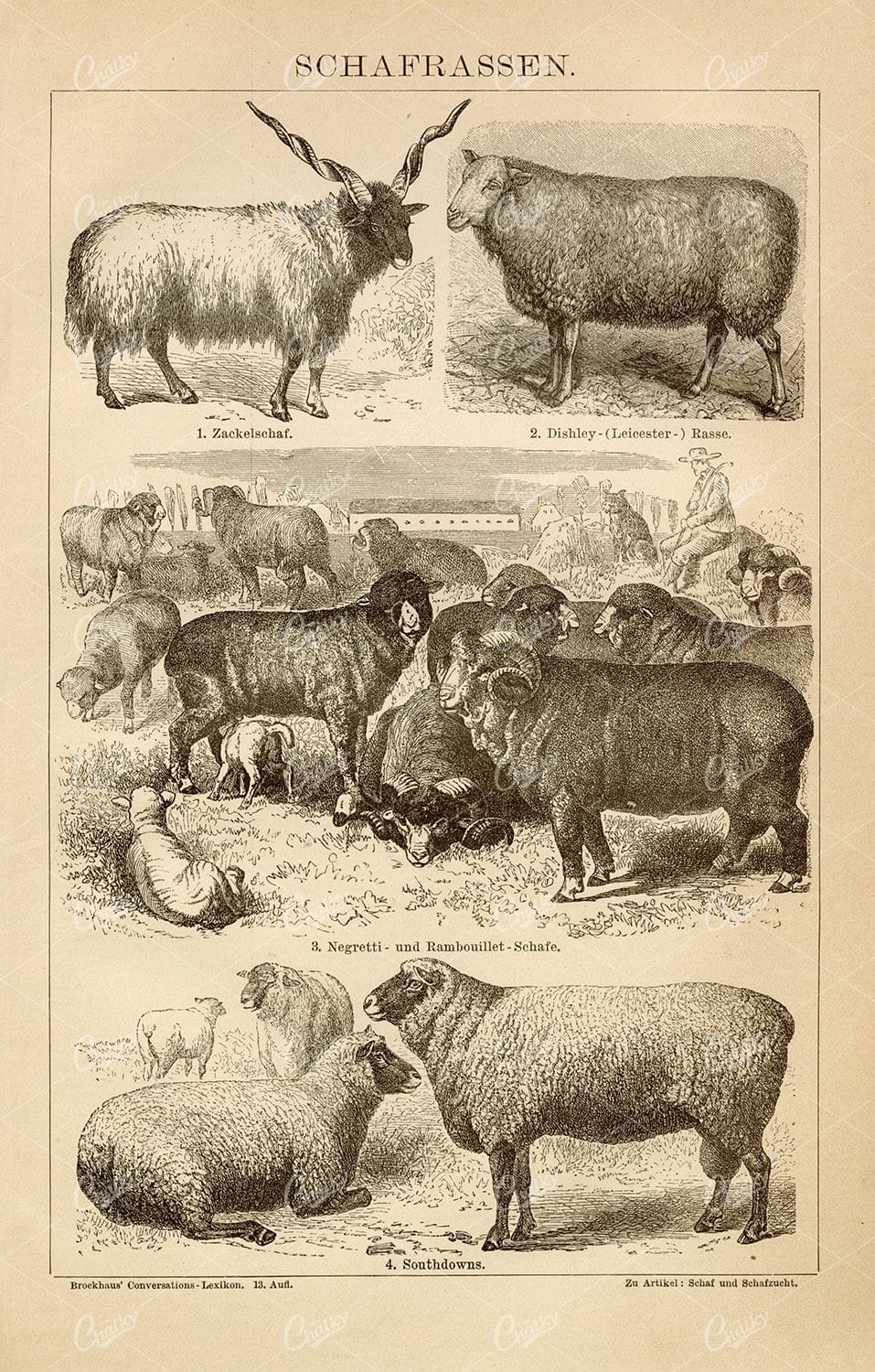 SHEEP BREEDS - Antique Old 1882 Encyclopedia Print