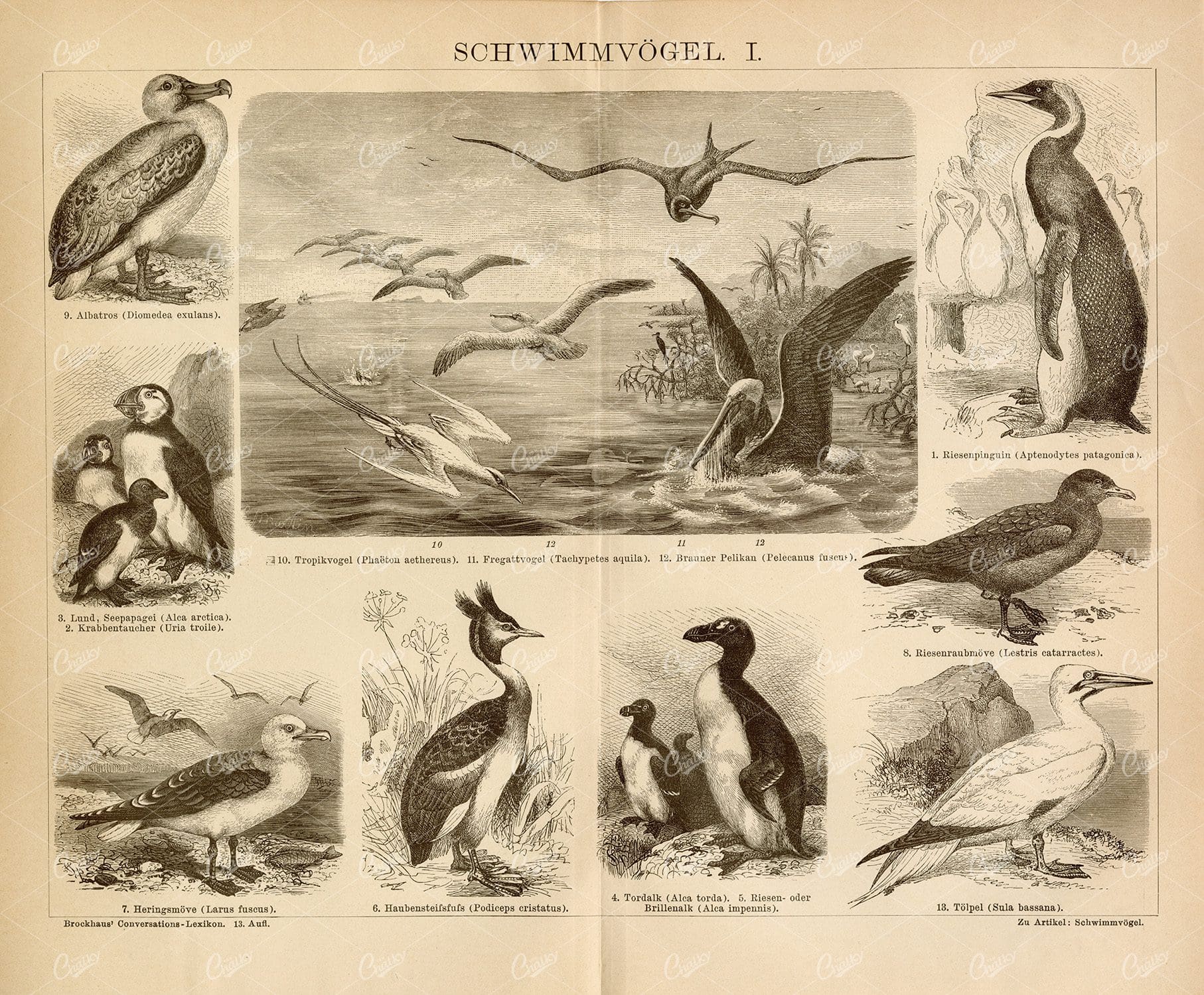 1882 VINTAGE Print - Swimming Birds - Albatros, Brown Pelicanus